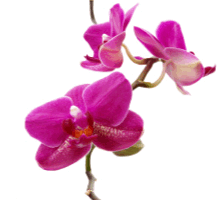 Purple Orchid Florist - Accra Ghana