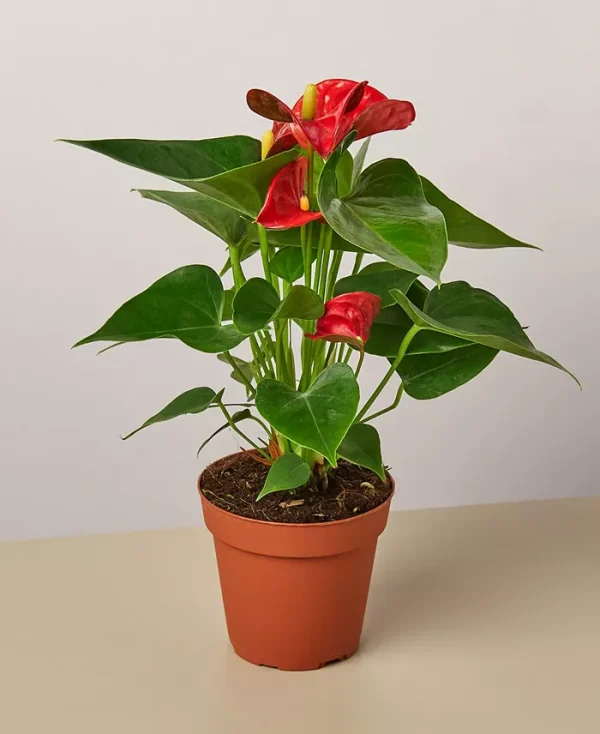 Anthurium
