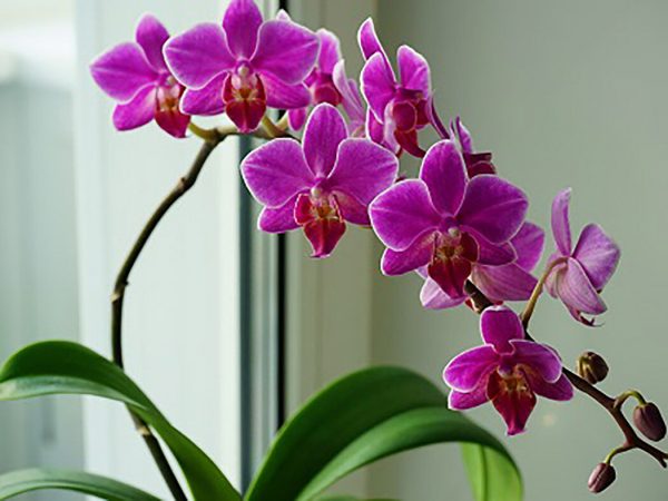 purple orchid