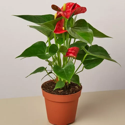 Beautiful red anthurium flower plant in a pot with green leaves, perfect for indoor decoration and floral gifts